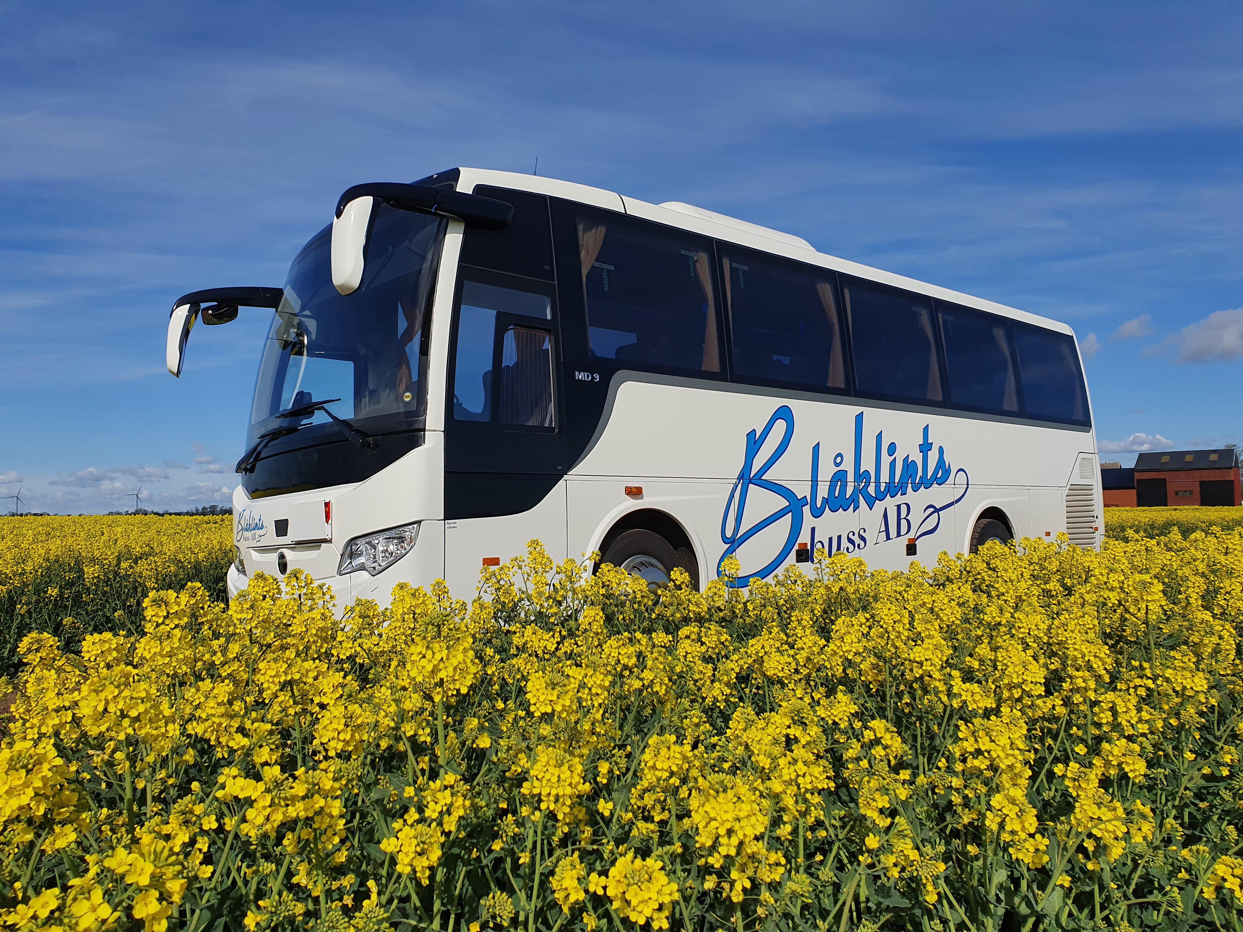 En buss i ett gult rapsf�lt